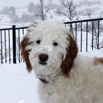 Hi Jason,
Just an update on our mini Goldendoodle puppy Albie.
He is now 14 months and weighs 27 pounds, we love him so much!We just spent 3 weeks in Colorado for Christmas and thought I would share a photo with you.Thank you so much for such a smart, healthy, and happy puppy.