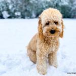 Hi,

I wanted to share a photo of Kai, who was from your Dec 2018 litter that we picked up almost a year ago. He's a wonderful dog with a great personality. Perfectly healthy. Thanks for the beautiful puppy!

David & Erin Leaverton
